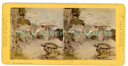 Albany taxidermy great - -,