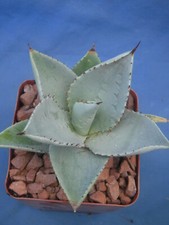Agave pygmaea "Dragon Toes"