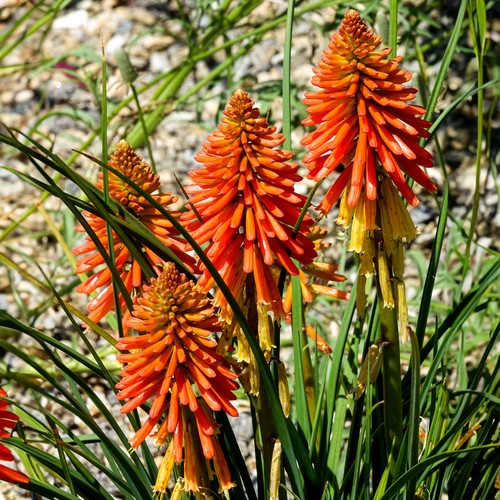 Kniphofia poco orange - kniphofia,