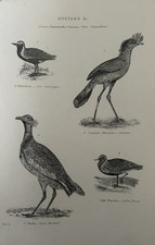 Antique Print Great Bustard