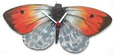 Orange Tip Butterfly Clock -