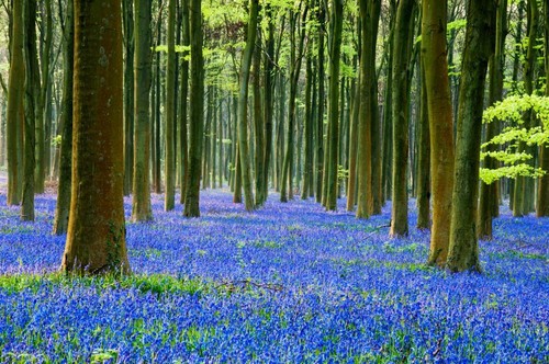 English bluebell 100 - 100,
