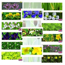 Bargain Pond Marginal Plants