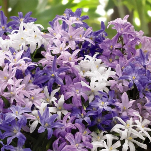 Chionodoxa spring bulbs - bulbs,