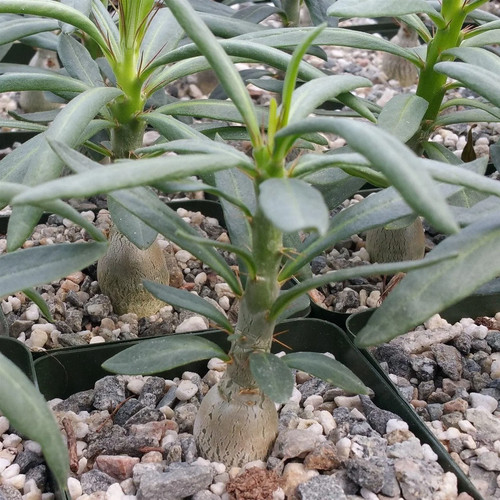 Pachypodium succulentum 10 - succulentum,