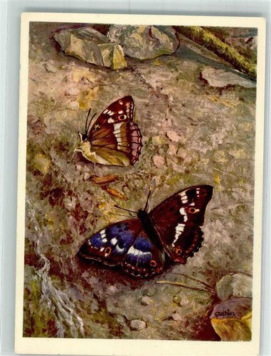 39787914 signed jan - -, zeitner