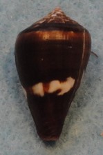 Conus fantasmalis 22mm - fantasmalis,