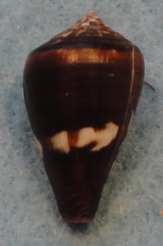 Conus fantasmalis 22mm maio - conus,