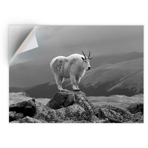 Vinyl sticker bw - x,
