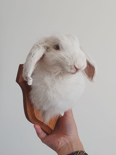 Taxidermy white bunny rabbit - white,