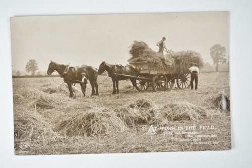 Horses haymaking wagon - haymaking, farming