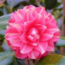 Camellia Pink Orandako Hardy