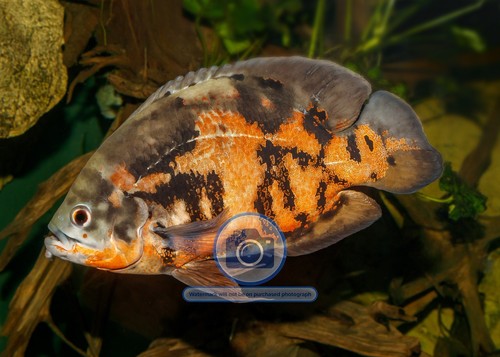 Oscar fish karlsruhe - karlsruhe, zoo