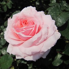 Bride and Groom - 5.5lt Potted Hybrid Tea Rose - Baby Pink - Good Fragrance