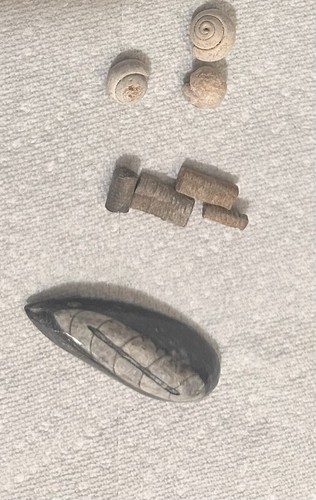 Fossil lot orthoceras - fossil,