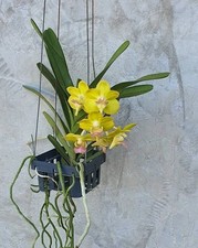 Rare  Vanda Photisan orchid plant  FS , not in bloom