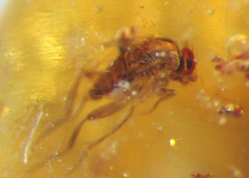 Pliocene amber kenya africa - amber,