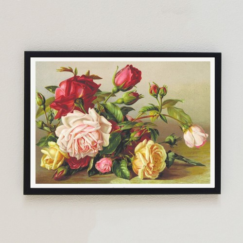 Vintage roses botanical - roses,