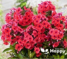 DRUMMOND'S PHLOX COCCINEA -