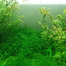 Java Moss (Taxiphyllum