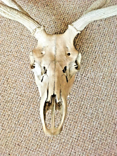 Reindeer skull - reindeer,