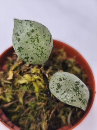 Hoya lacunosa aurora rooted - lacunosa,