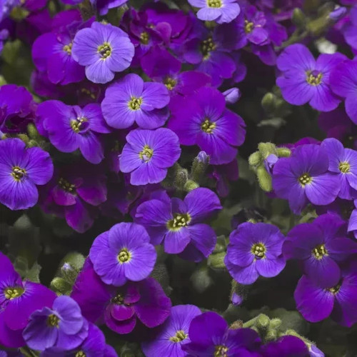 Aubrieta axcent deep - aubrieta,