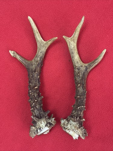 Pair roe deer antlers - of,