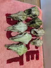 8 Real Taxidermy Sheep Skulls