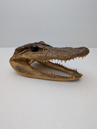 Taxidermy gator head - taxidermy,,