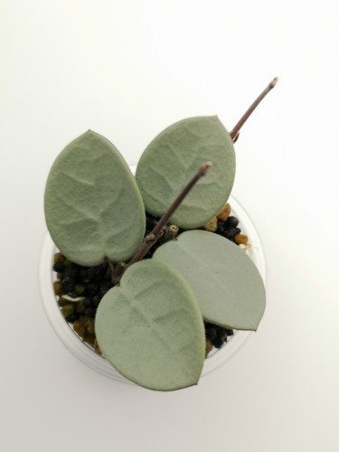 Hoya mathilde grey - hoya,