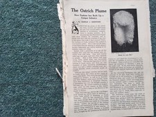 G9f Ephemera 1900s Article The Ostrich Plume H J Shepstone