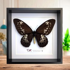 Framed Goliath Birdwing