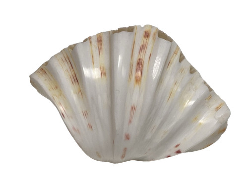 Natural fan scallop sea shell - fan,