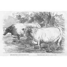 CATTLE Prize Short Horns - Antique Print 1853
