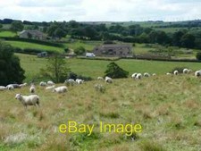 Photo 6x4 Sheep overlooking