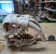 Sabre Tooth Tiger Decorative