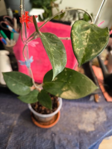 Hoya vitelina hsl imported - hoya, (imported