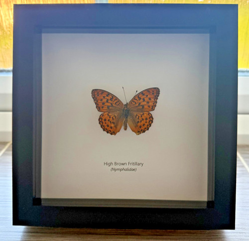 Butterfly high brown - butterfly,