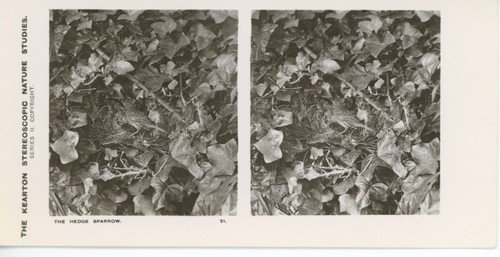 Antique kearton stereoscopic - kearton,