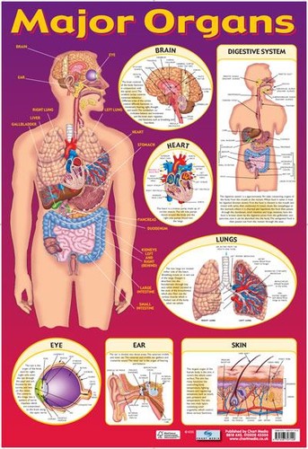 Major organs mini - organs,