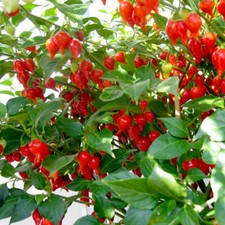 Pepper Chilli - Pearls