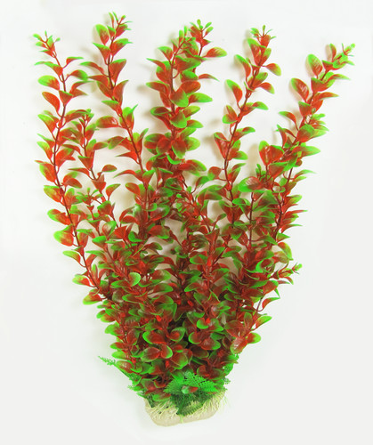 Rotala tall faux - 20, in