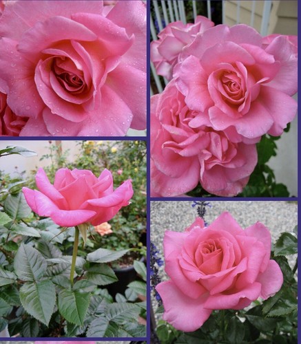 Half standard deep pink - deep, pink-