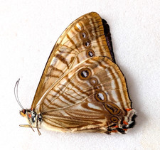 Morpho Sulkowskyi, Sulkowsky's morpho male | Huanuco Peru |  A1