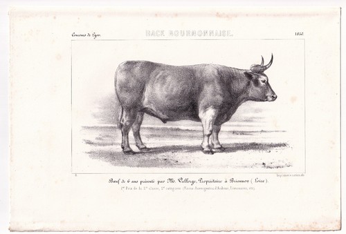 Beef bovine charolais - bovine,