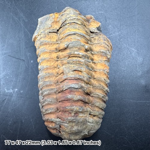 Diacalymene trilobite fossil - ,