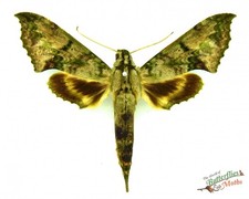 Xylophanes zurcheri Hawk Moth