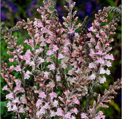 Linaria canon went toad - 6,