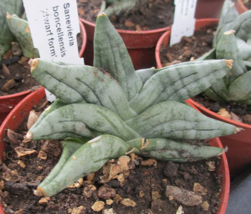 Sansevieria boncellensis - boncellensis,